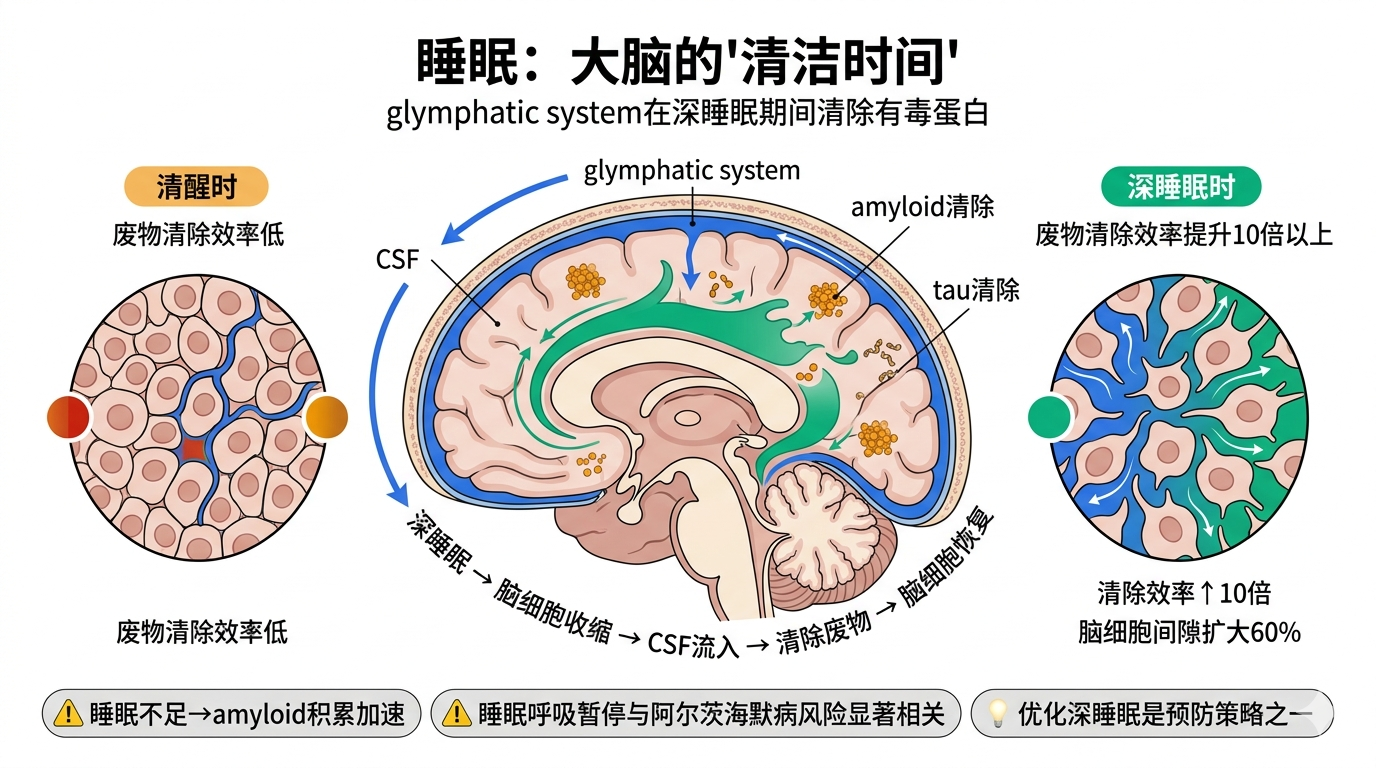 大脑淋巴系统与睡眠
