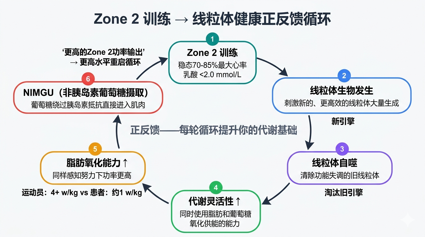 Zone 2训练与线粒体健康正反馈循环