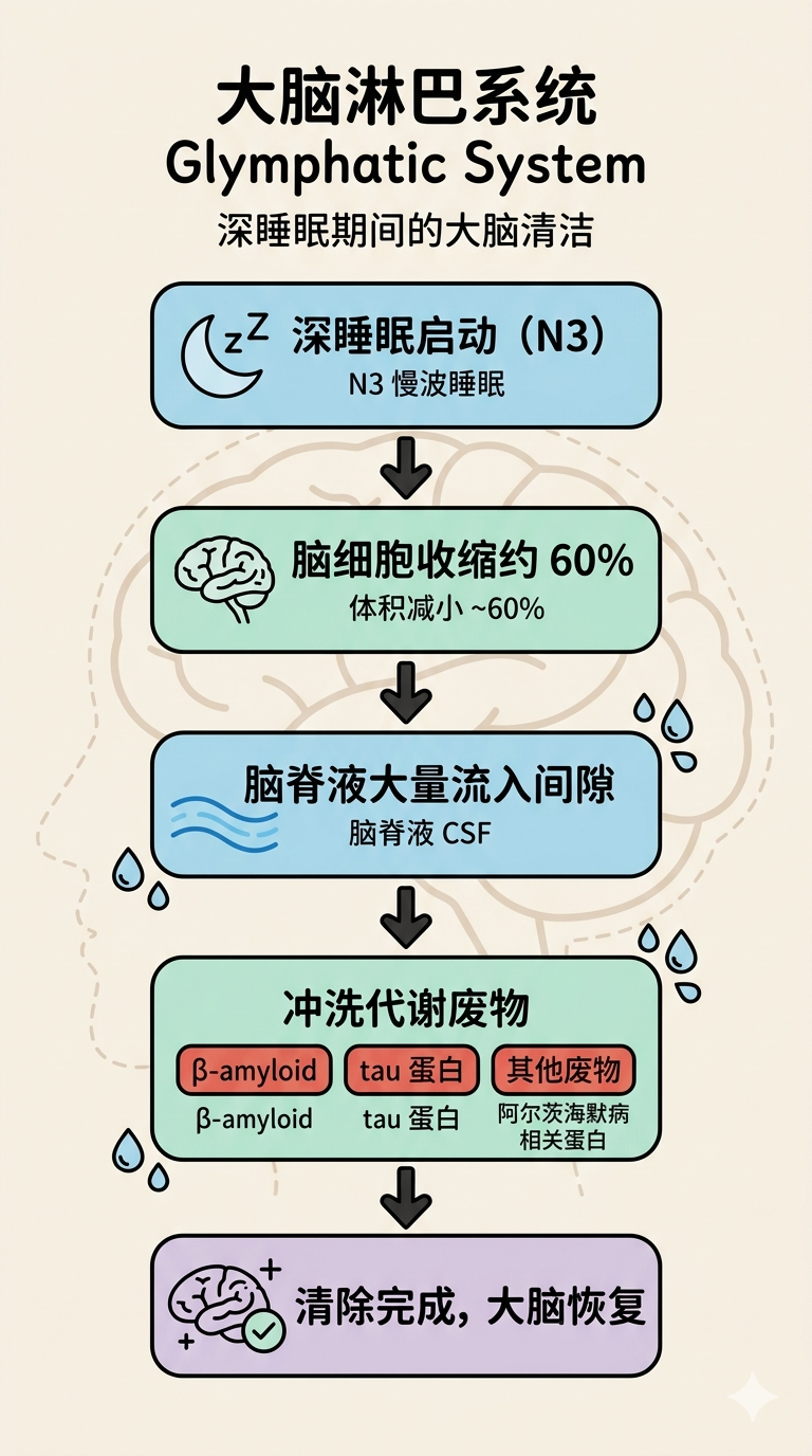 大脑淋巴系统：深睡眠期间的清洁流程