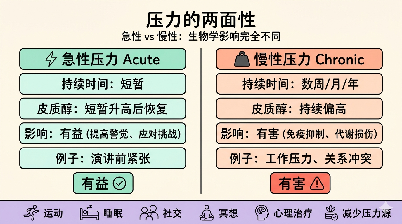 急性压力 vs 慢性压力：生物学影响完全不同